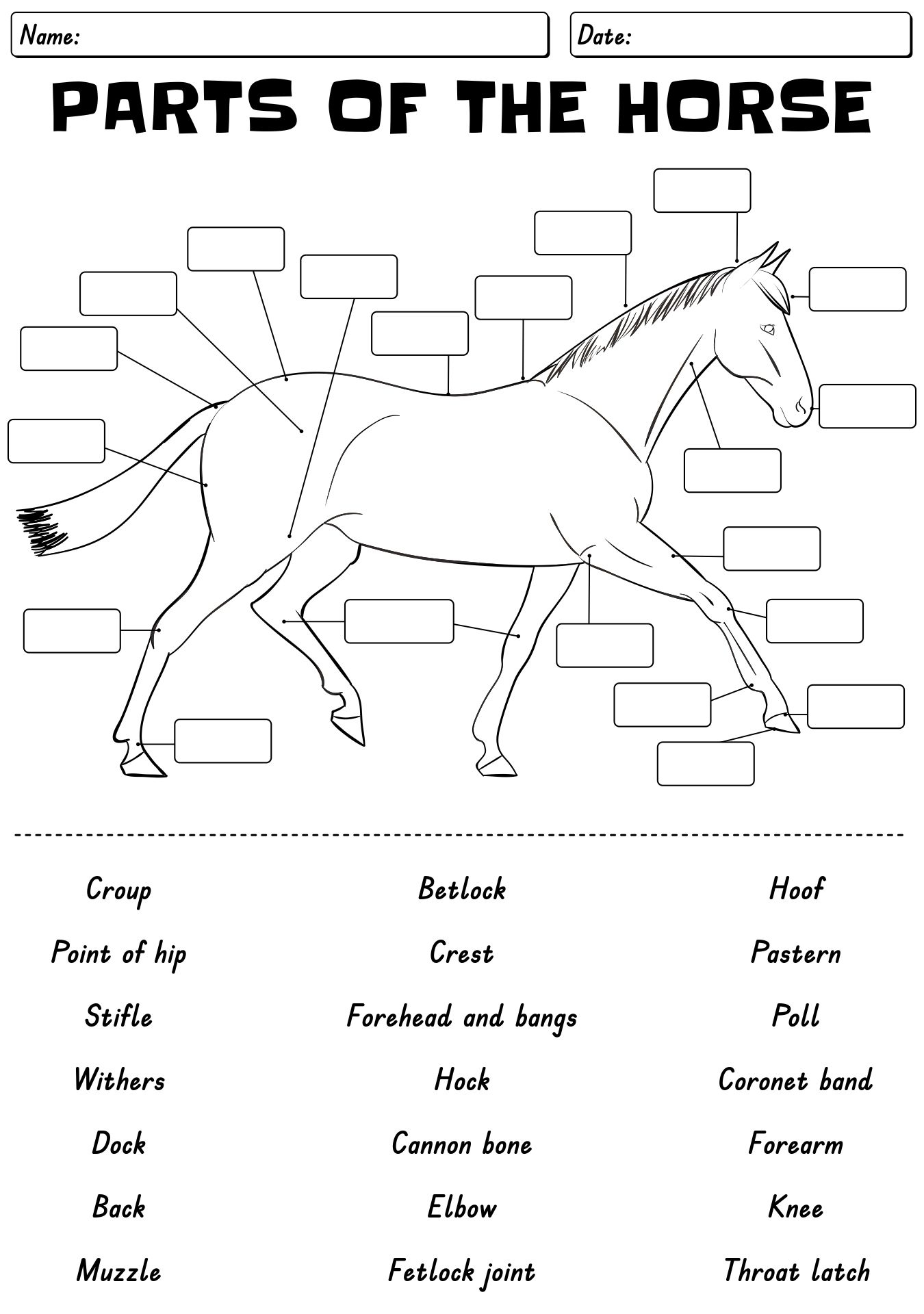 13 Points Of The Horse Worksheet Free PDF At Worksheeto 13 Points Of The Horse Worksheet Free PDF At Worksheeto