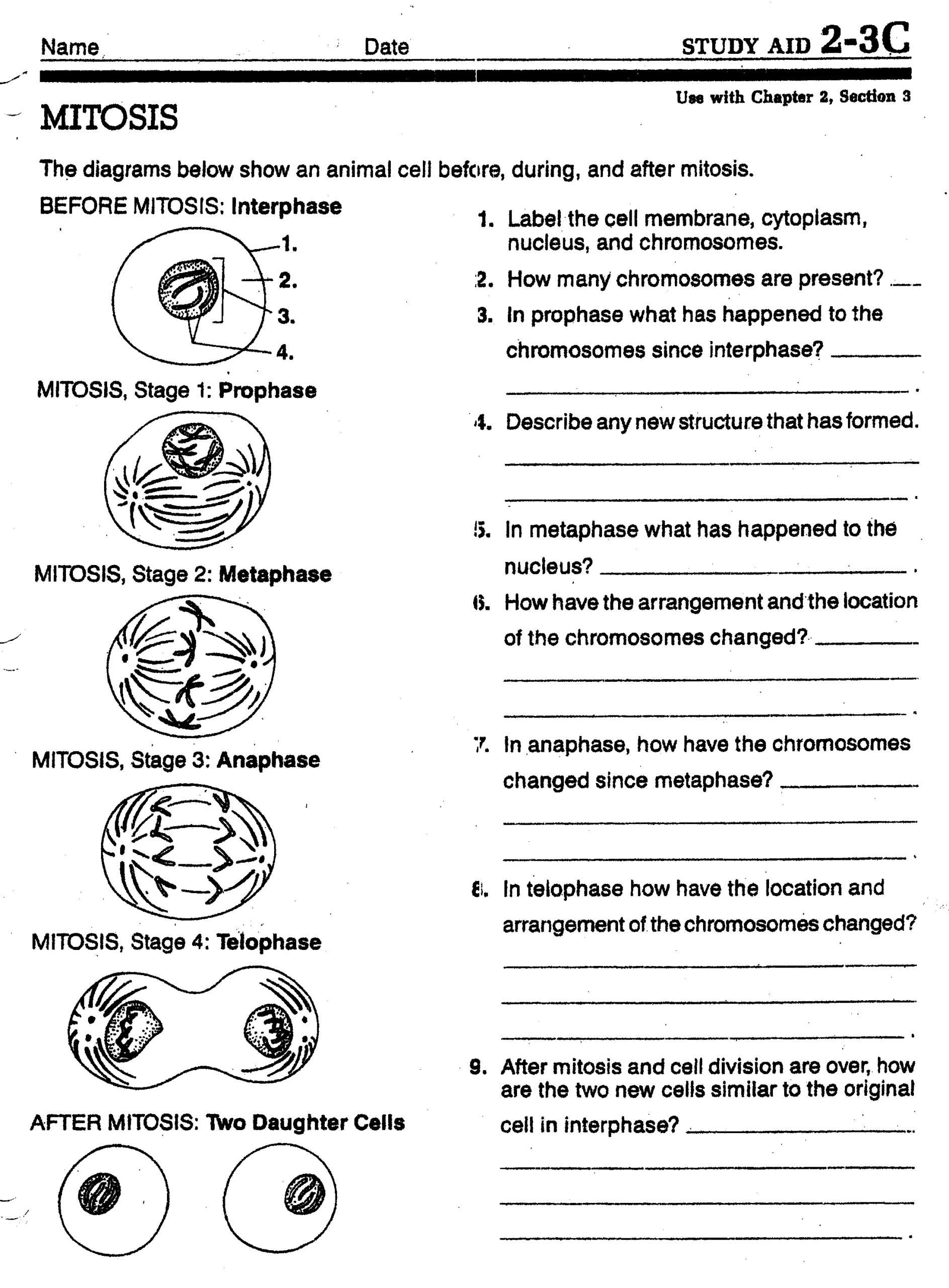 Printable Mitosis Verses Meiosis Worksheets