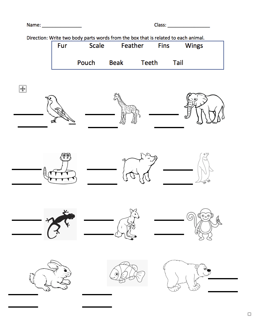 BusyTeacher Animals Body Parts Worksheet Storyboard By Templates