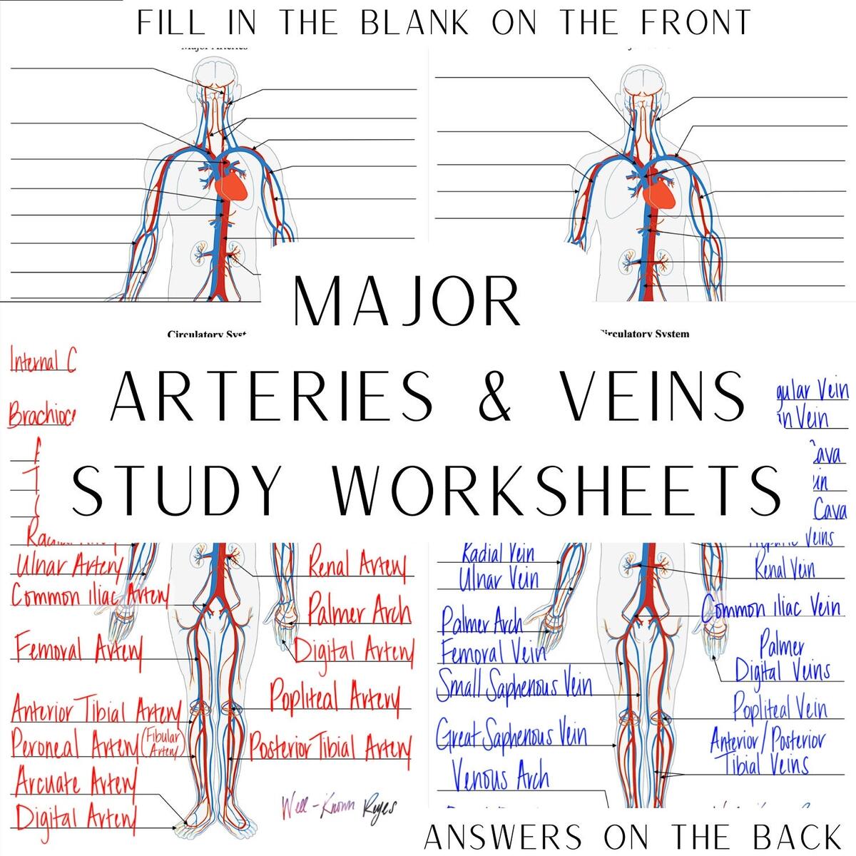 Free Circulatory System Labeling Worksheet