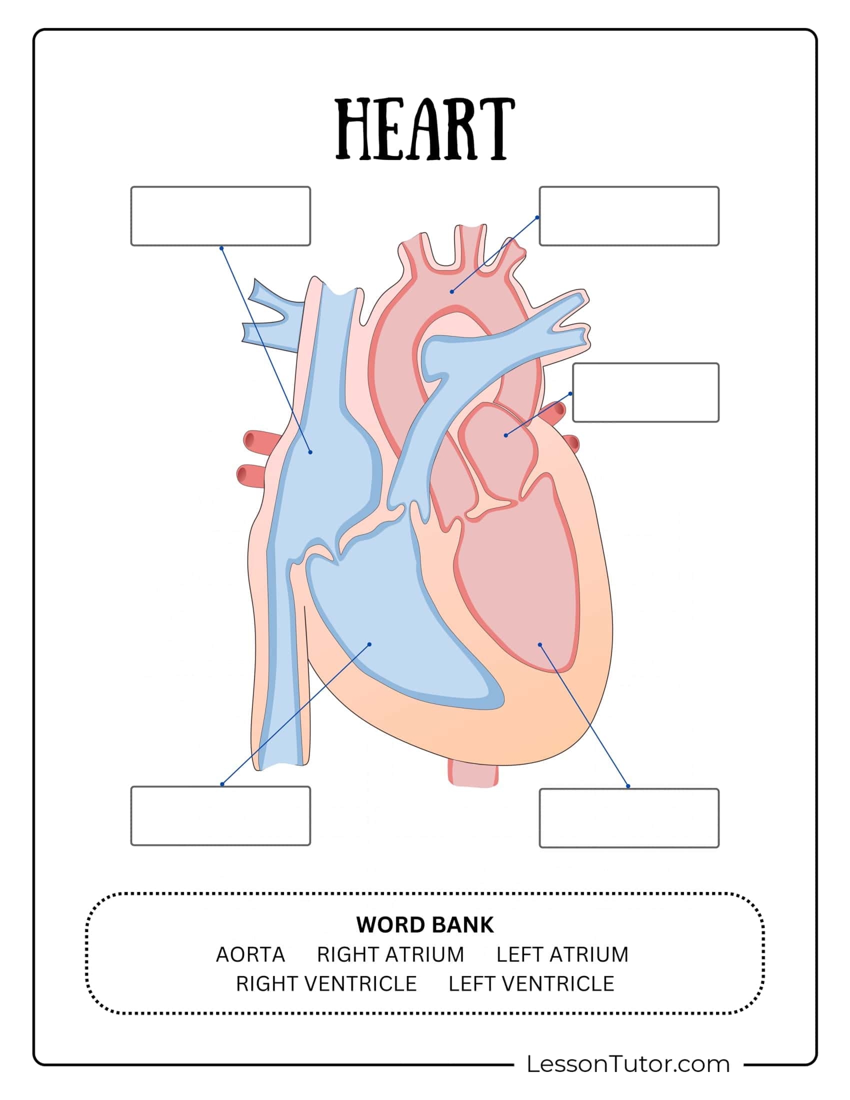 Circulatory System Worksheets Free Coloring Pages PDF Printables And Worksheets Lesson Tutor