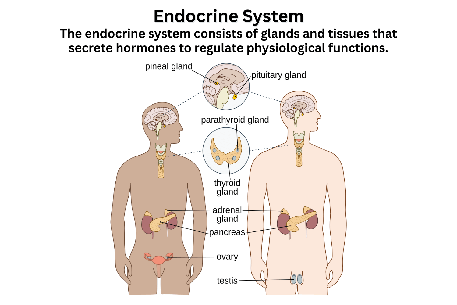 Endocrine System Diagram Function Hormones Diseases Label The Endocrine System Worksheet Endocrine System Activity Anatomy Made By Teachers