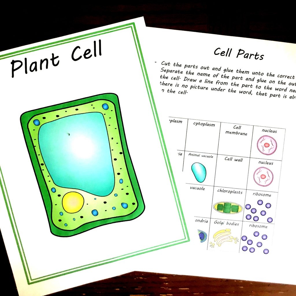 Free Cut And Paste Animal And Plant Cell Worksheet Comparing Cells FREE Plant And Animal Cell Printables