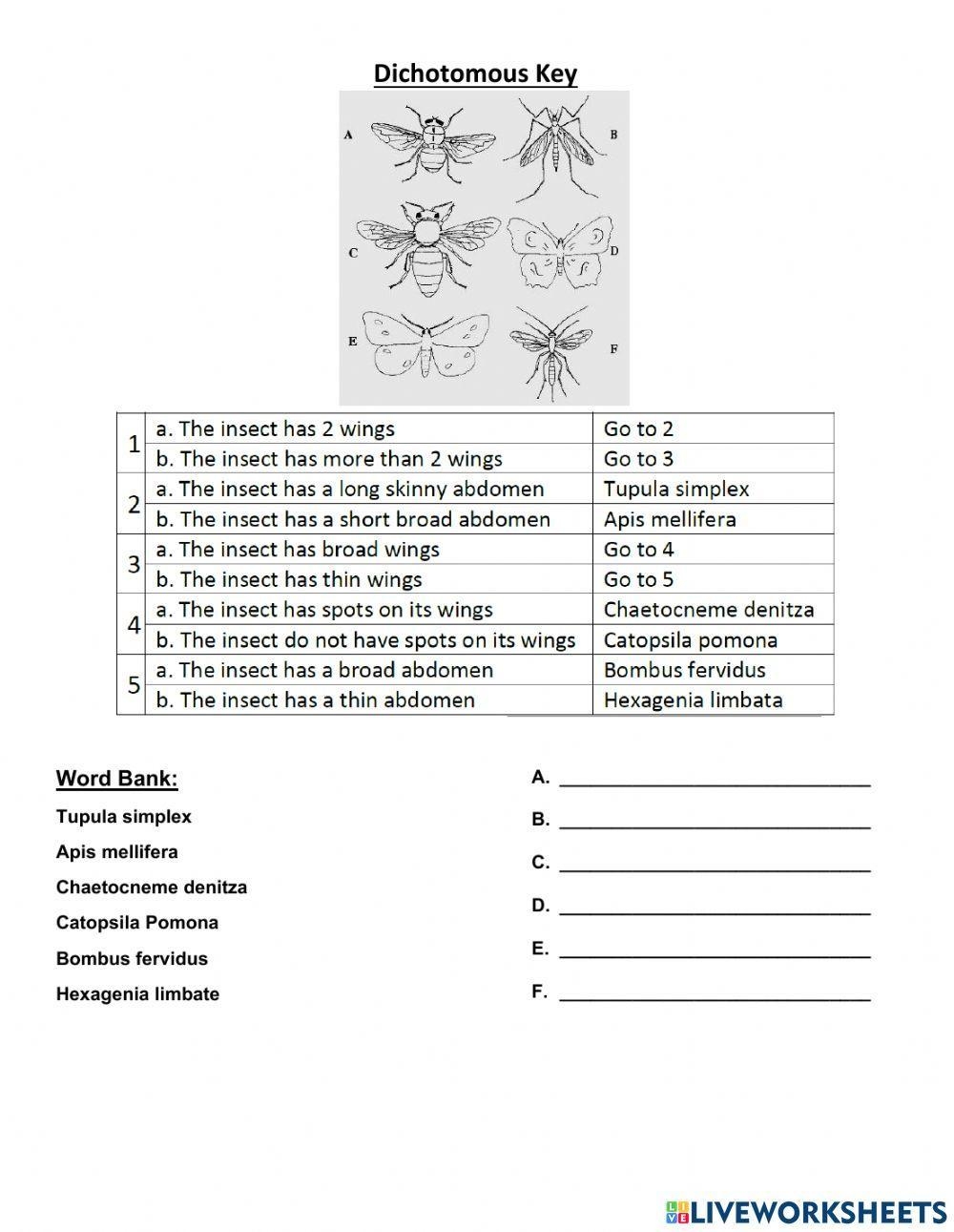 Free Dichotomous Keys Worksheet Download Free Dichotomous Keys Worksheet Png Images Free Worksheets On Clipart Library
