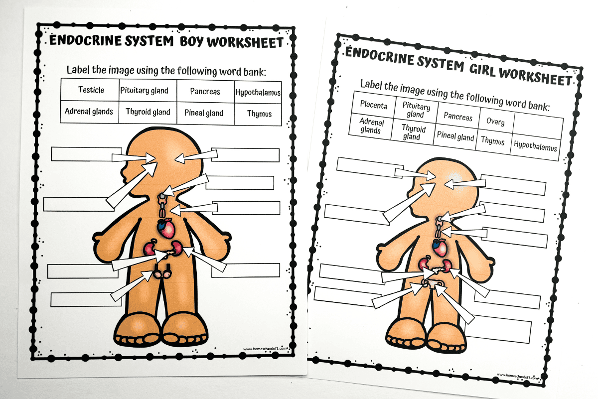 Free Endocrine System Labeling Worksheet For Kids Free Endocrine System Labeling Worksheet For Kids