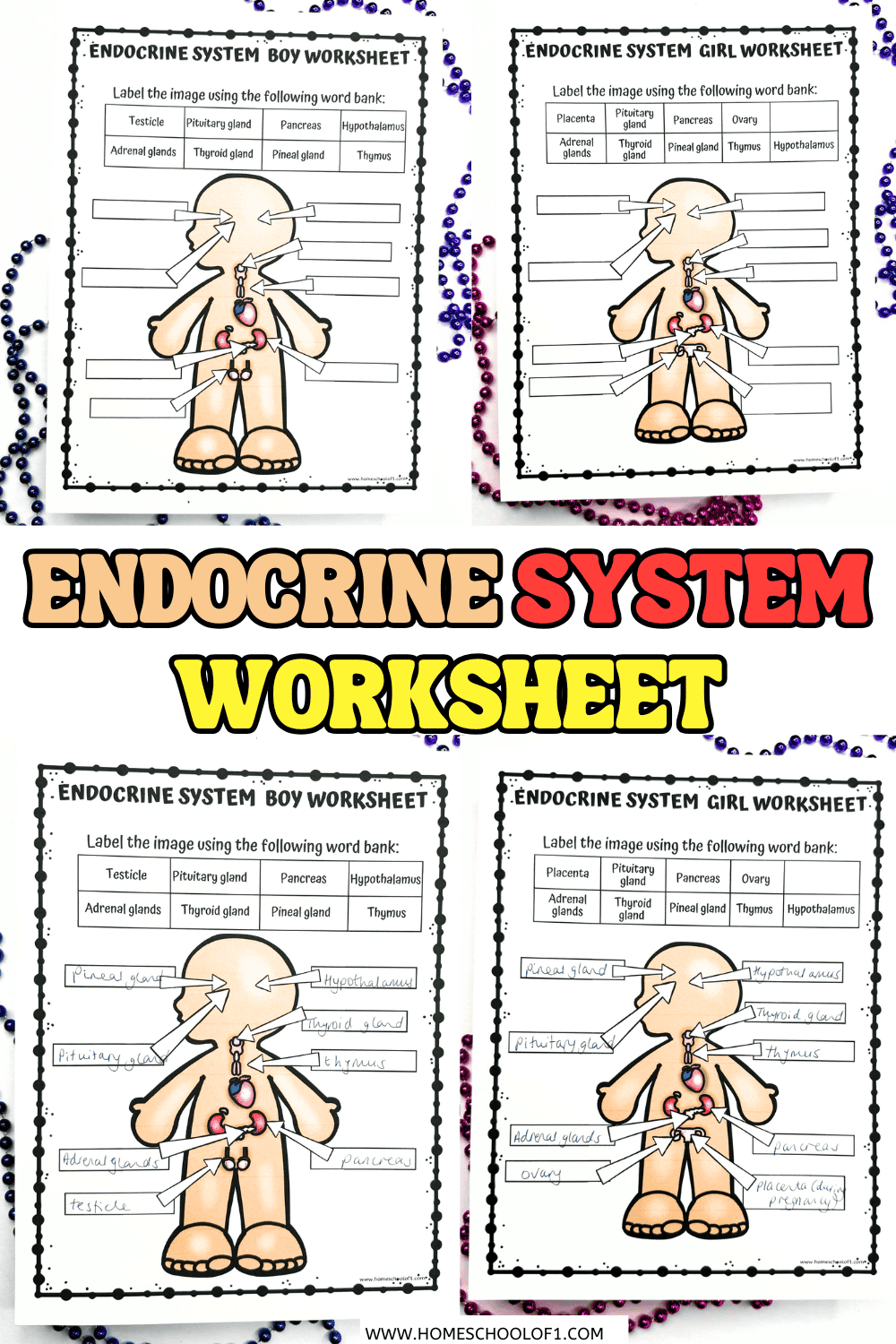 Free Endocrine System Labeling Worksheet For Kids
