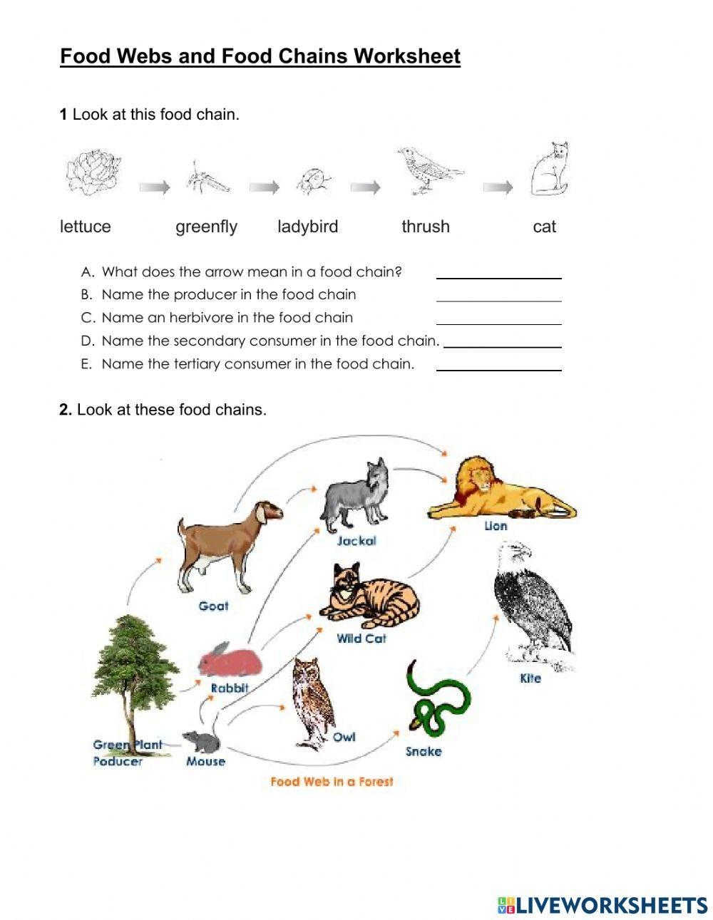 Free Food Chain Food Web Worksheet Download Free Food Chain Food Web Worksheet Png Images Free Worksheets On Clipart Library Free Food Chain Food Web Worksheet Download Free Food Chain Food Web Worksheet Png Images Free Worksheets On Clipart Library
