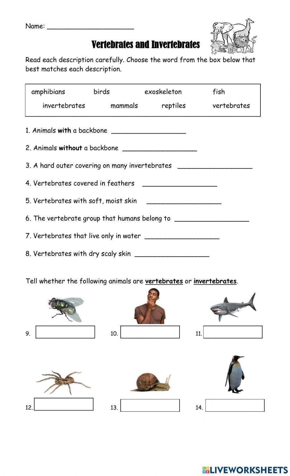 Free Free Printable Worksheet On Vertebrates And Invertebrates Download Free Free Printable Worksheet On Vertebrates And Invertebrates Png Images Free Worksheets On Clipart Library