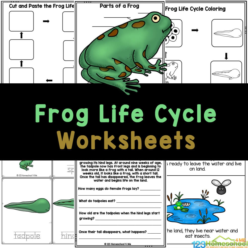 FREE Frog Life Cycle Worksheets For Kids FREE Printable Life Cycle Of A Frog Worksheets