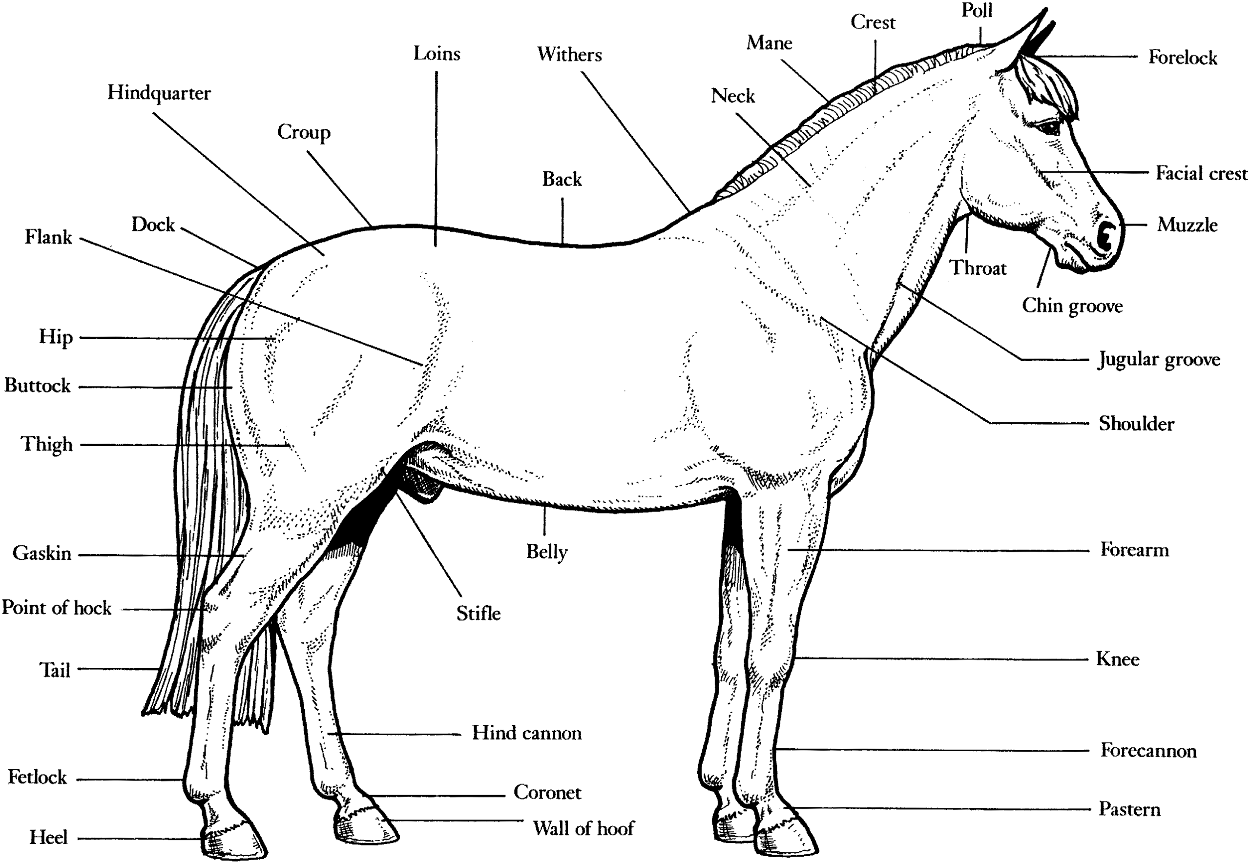 Free Horse Unit Study Resources Horse Anatomy Horses Worksheets Library 13 Points Of The Horse Worksheet Free PDF At Worksheeto