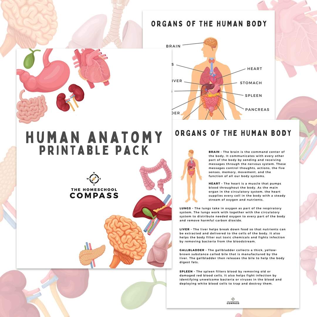 Free Human Anatomy Printable Pack Homeschool Compass Human Anatomy Worksheets And Study Guides