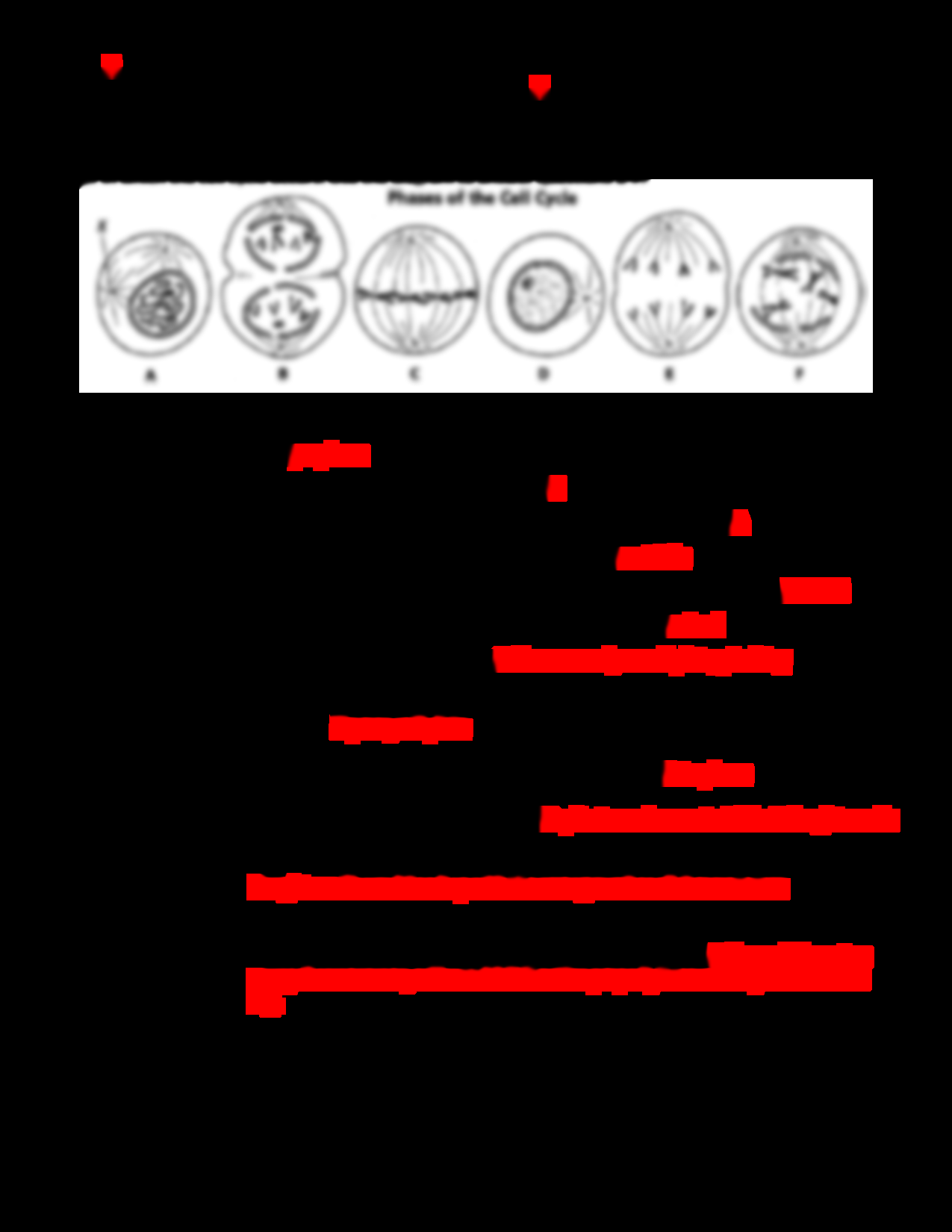Free Phases Of The Cell Cycle Worksheet Download Free Phases Of The Cell Cycle Worksheet Png Images Free Worksheets On Clipart Library Free Phases Of The Cell Cycle Worksheet Download Free Phases Of The Cell Cycle Worksheet Png Images Free Worksheets On Clipart Library