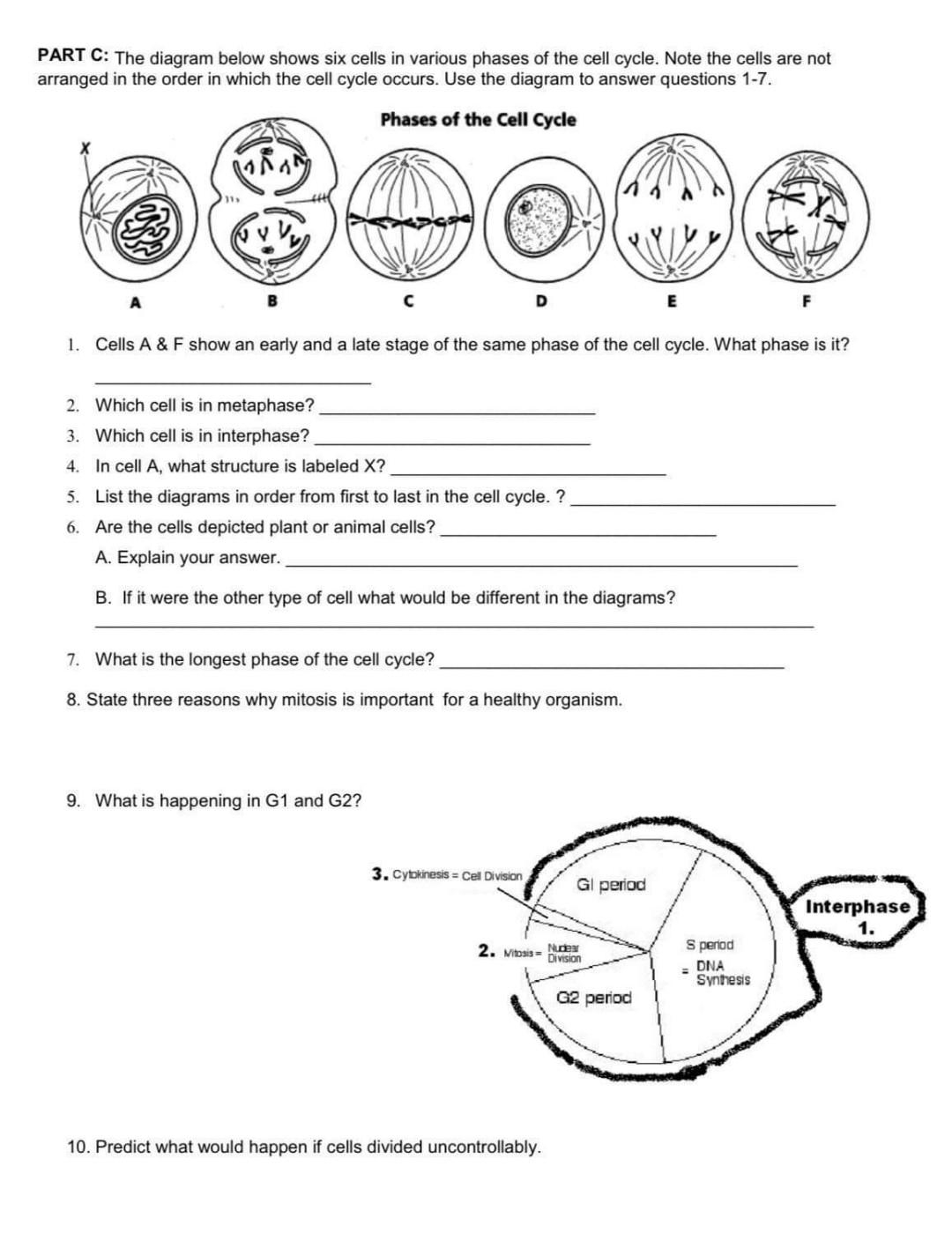 Free Phases Of The Cell Cycle Worksheet Download Free Phases Of The Cell Cycle Worksheet Png Images Free Worksheets On Clipart Library Free Phases Of The Cell Cycle Worksheet Download Free Phases Of The Cell Cycle Worksheet Png Images Free Worksheets On Clipart Library