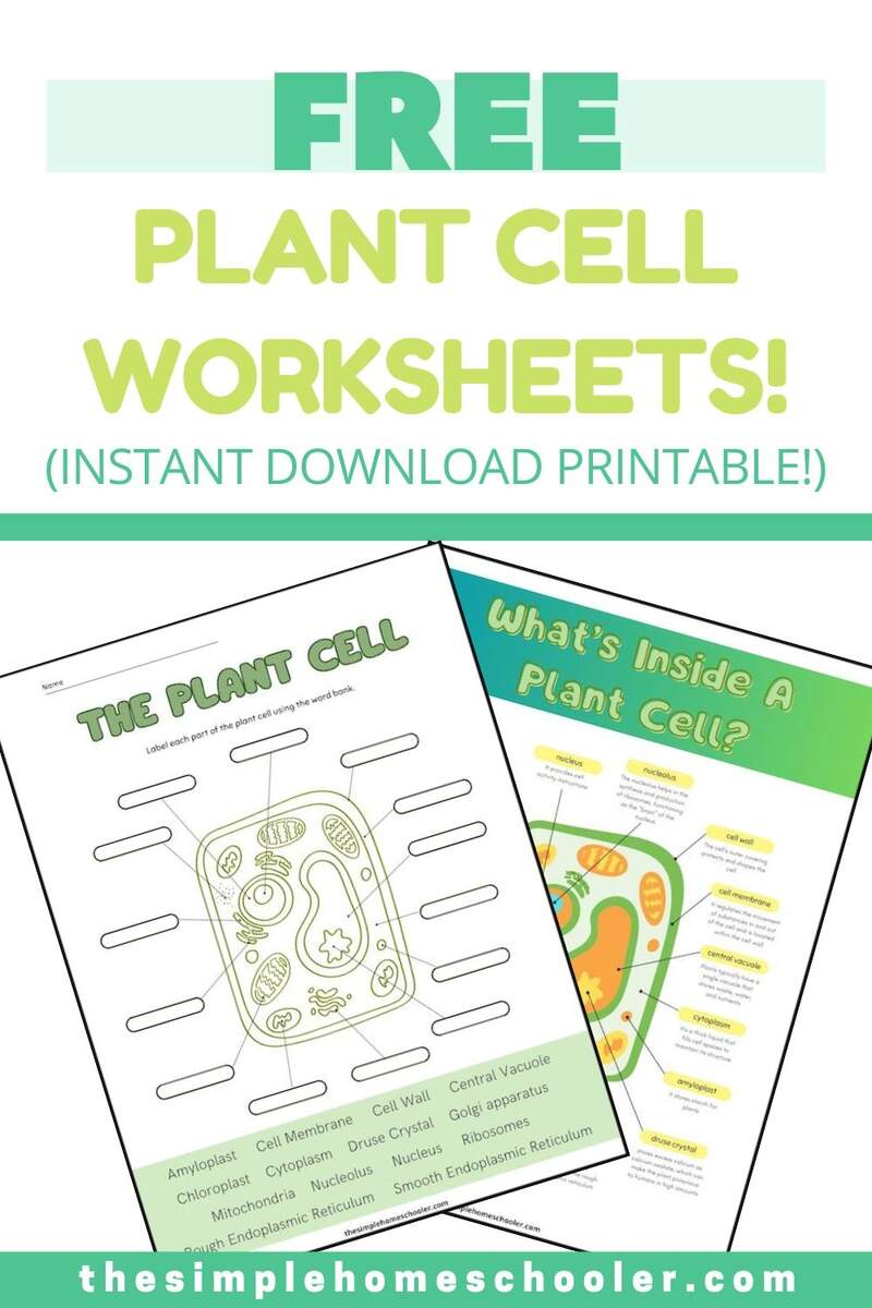 Free Plant Cell Worksheets With Answer Key The Simple Homeschooler Free Plant Cell Worksheets With Answer Key The Simple Homeschooler