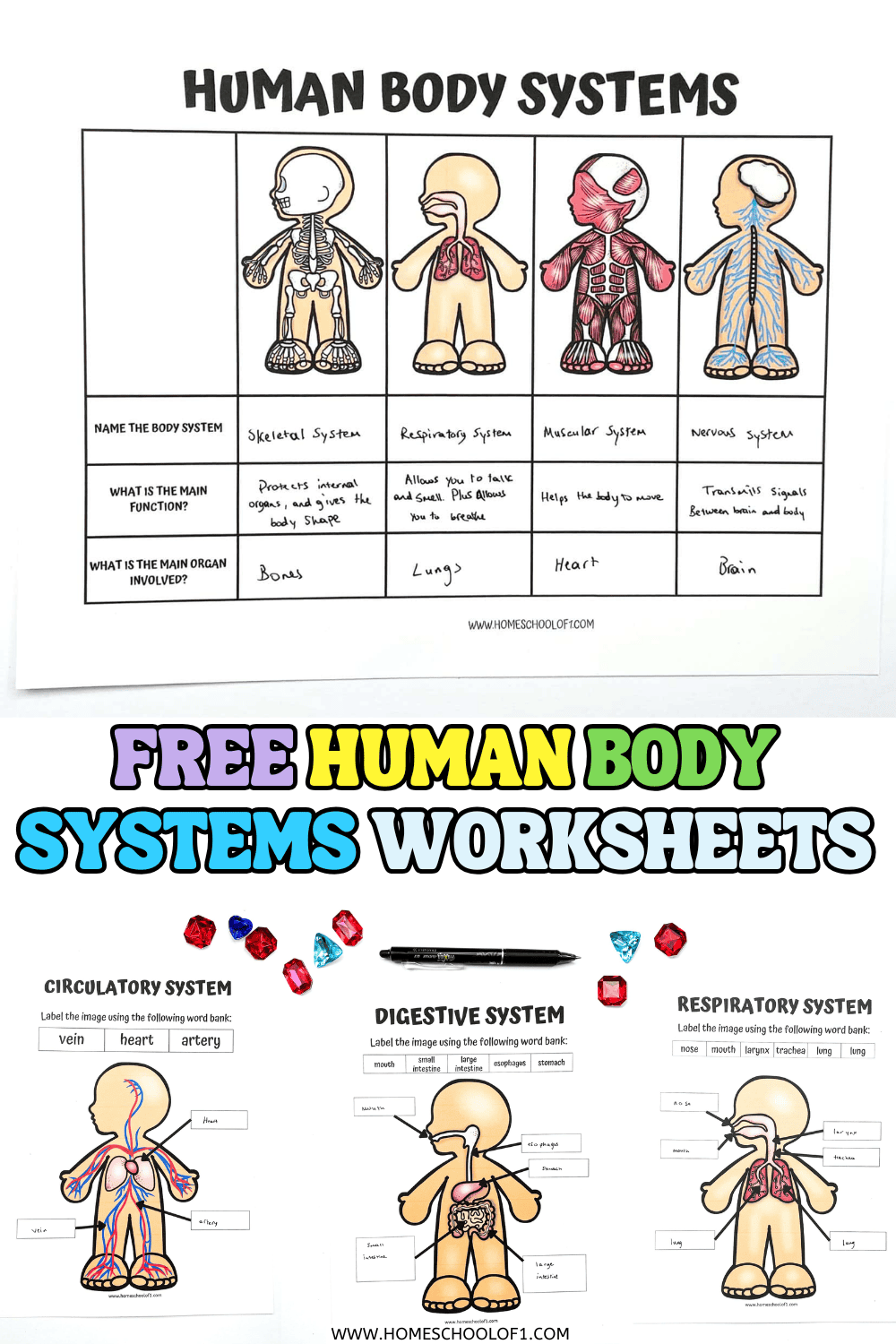 Human Anatomy Worksheets And Study Guides