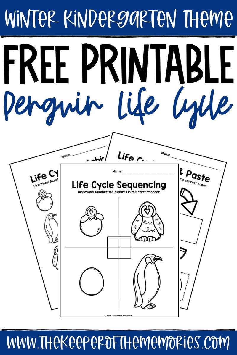 Free Printable Penguin Life Cycle Worksheets The Keeper Of The Memories