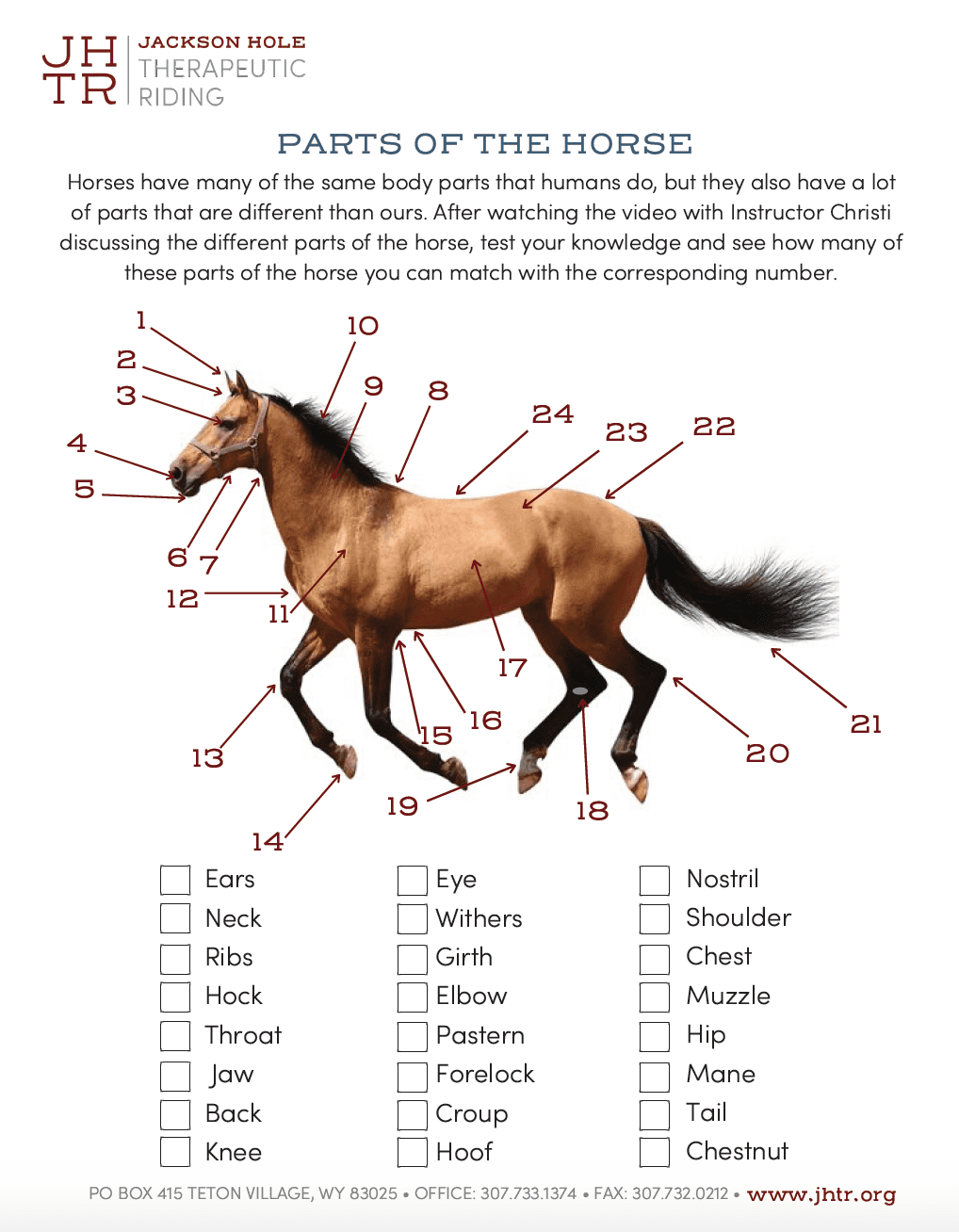 Horse Body Parts Jackson Hole Therapeutic Riding Worksheets Library Horse Body Parts Jackson Hole Therapeutic Riding Worksheets Library
