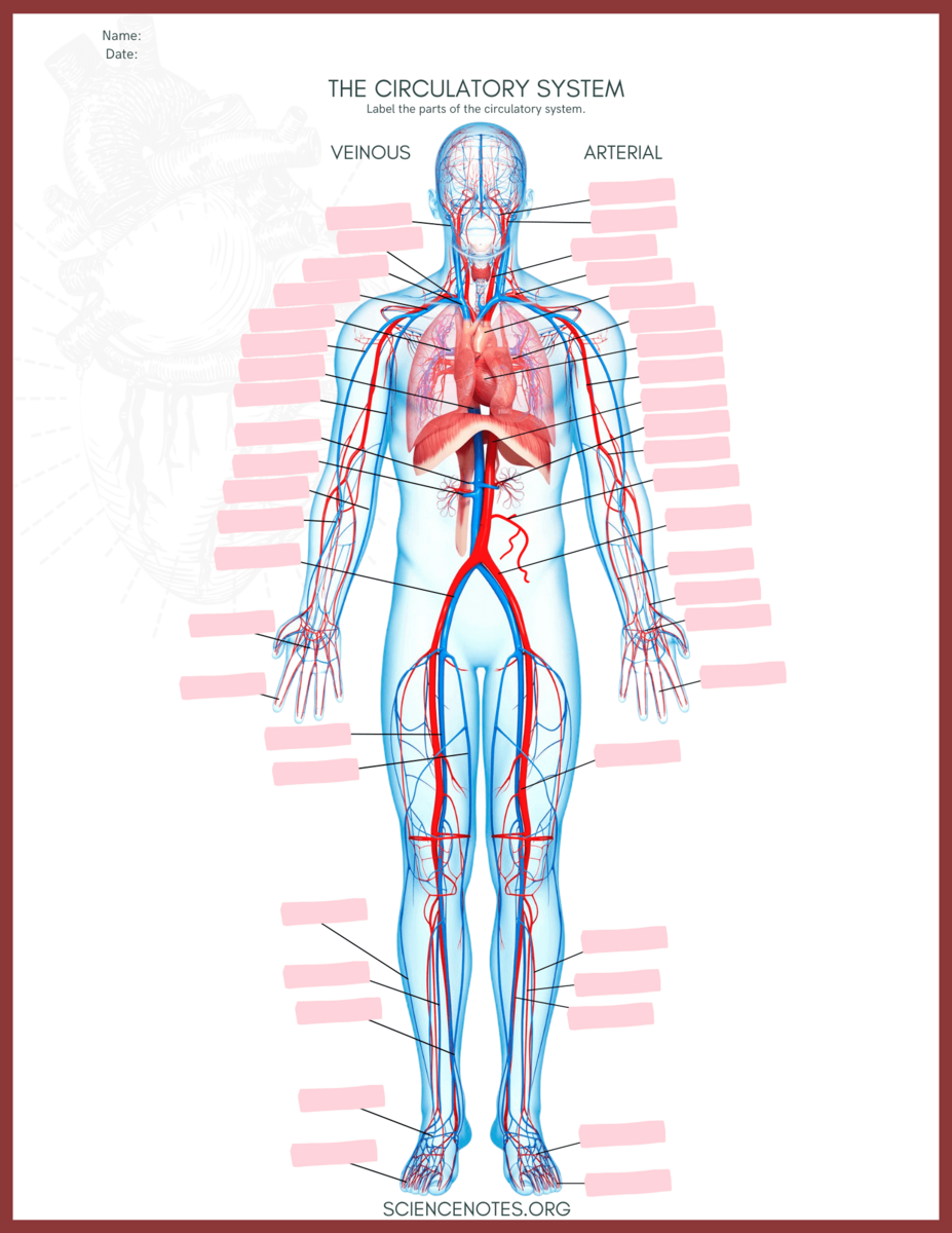 Anatomy Physiology Worksheet WordMint