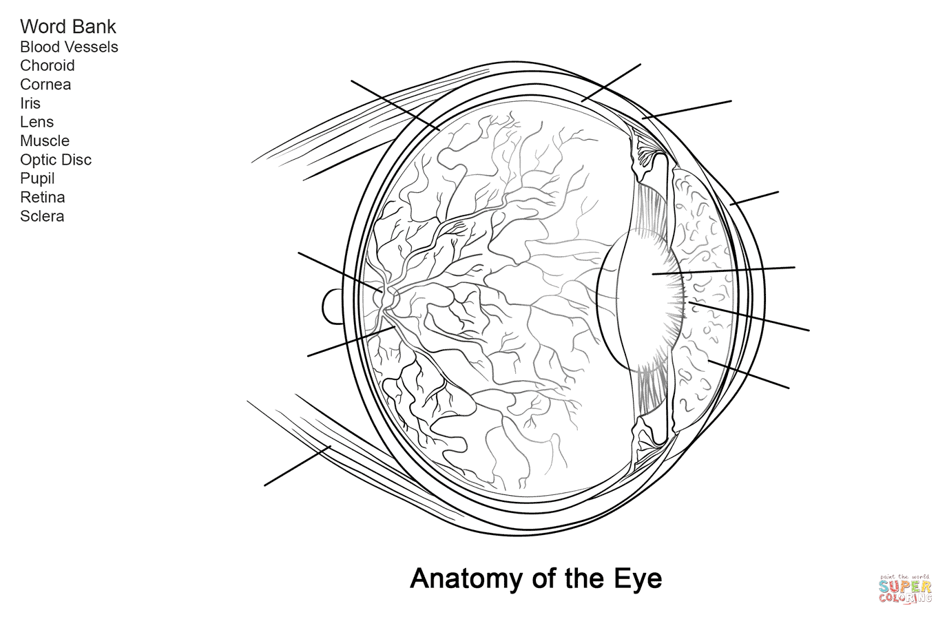 Human Eye Anatomy Worksheet Coloring Page Free Printable Human Eye Anatomy Worksheet Coloring Page Free Printable