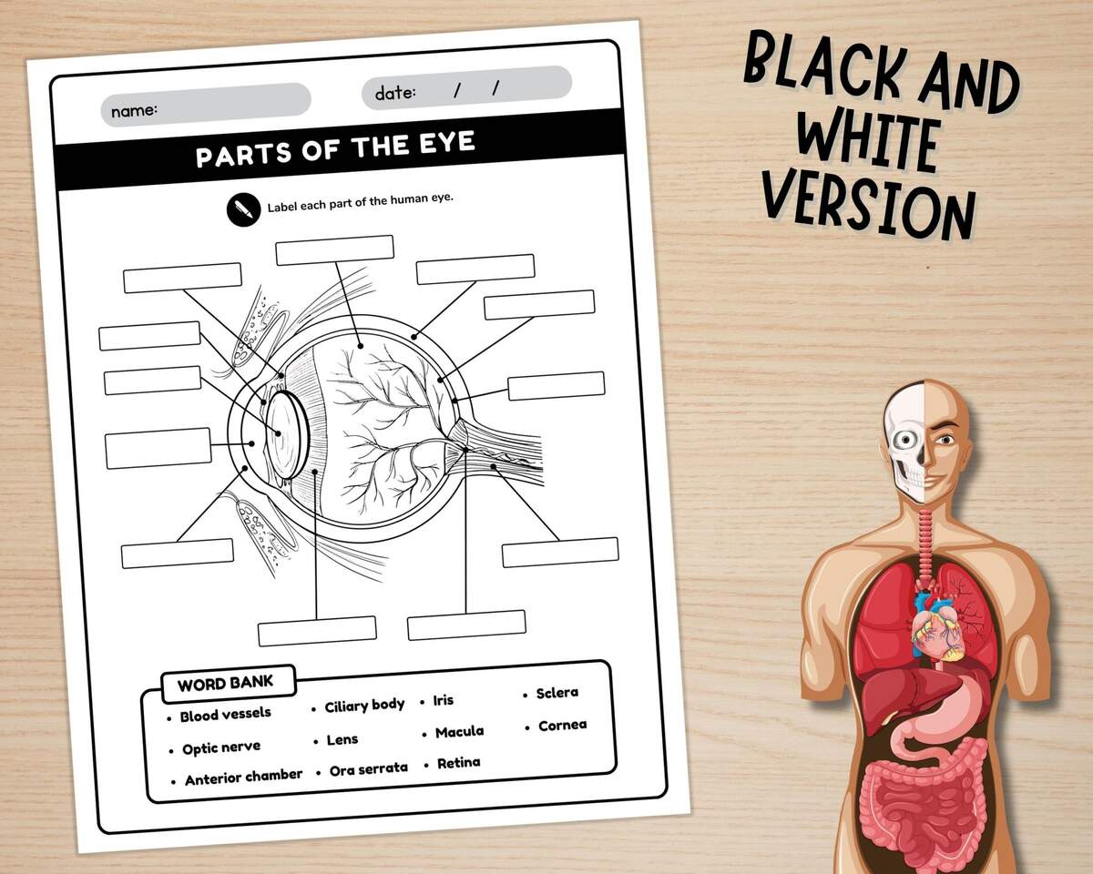 Human Eye Parts Labeling Worksheet Anatomy Of The Eye Parts Of The Human Eye Worksheets Instant Download Printable PDF Etsy Human Eye Anatomy Worksheet Coloring Page Free Printable