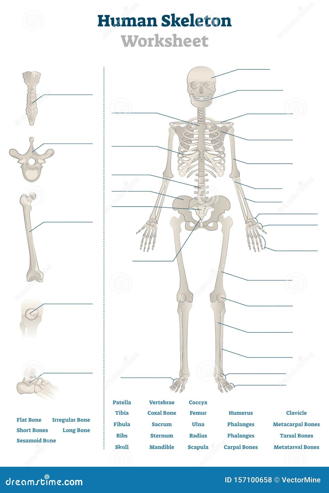Human Skeleton Worksheet Vector Illustration Blank Educational Bone Scheme Stock Vector Illustration Of Diagram Body 157100658 Human Skeleton Worksheet Vector Illustration Blank Educational Bone Scheme Stock Vector Illustration Of Diagram Body 157100658