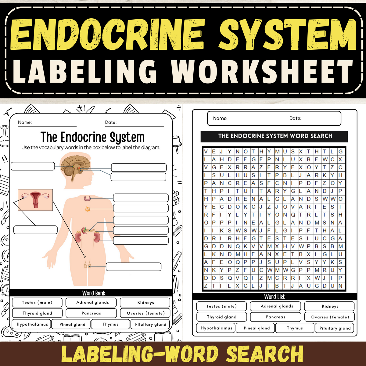 Label The Endocrine System Worksheet Endocrine System Activity Anatomy Made By Teachers Label The Endocrine System Worksheet Endocrine System Activity Anatomy Made By Teachers