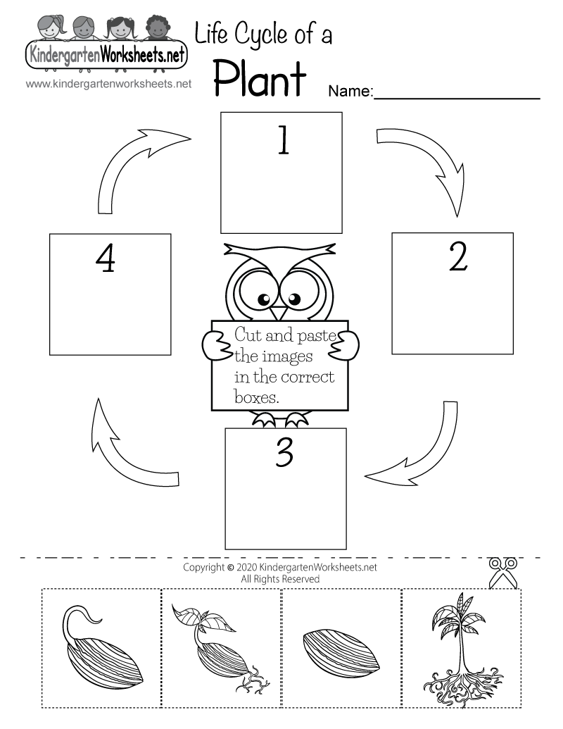 Life Cycle Of A Plant Worksheet Free Printable Digital PDF Life Cycle Of A Plant Worksheet Presentation