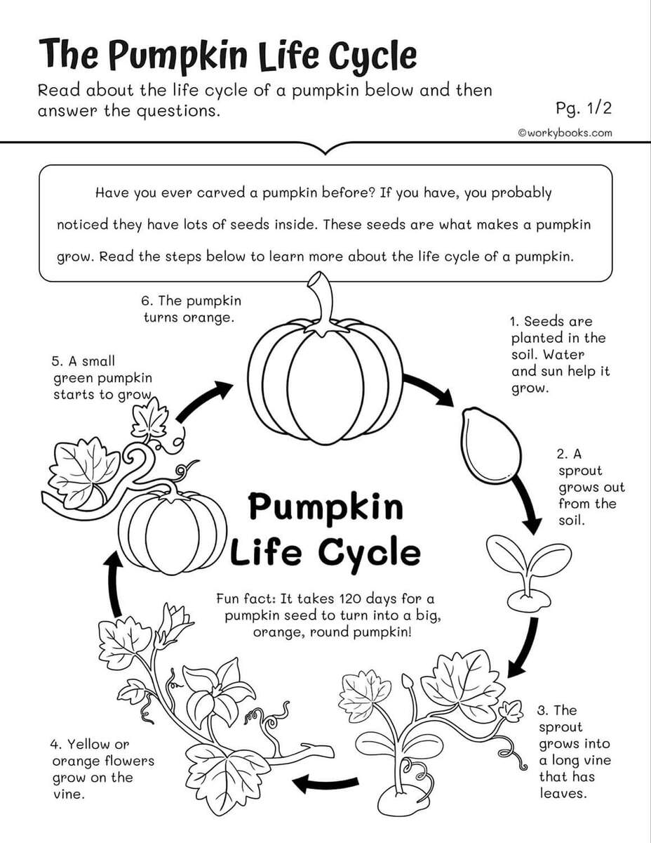 Life Cycles Worksheets Workybooks