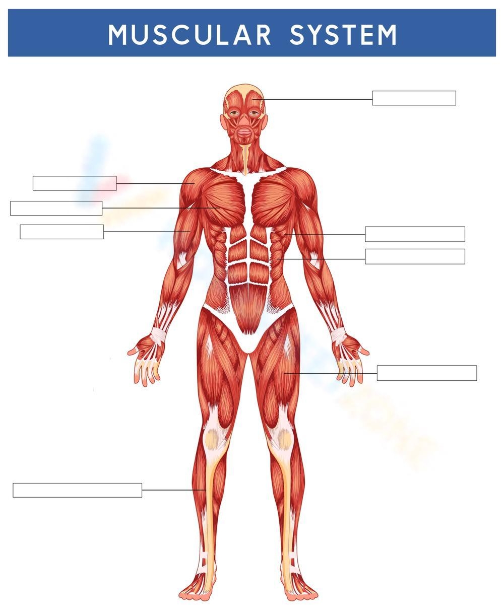 Muscular System Diagram Labeling Activity Worksheet