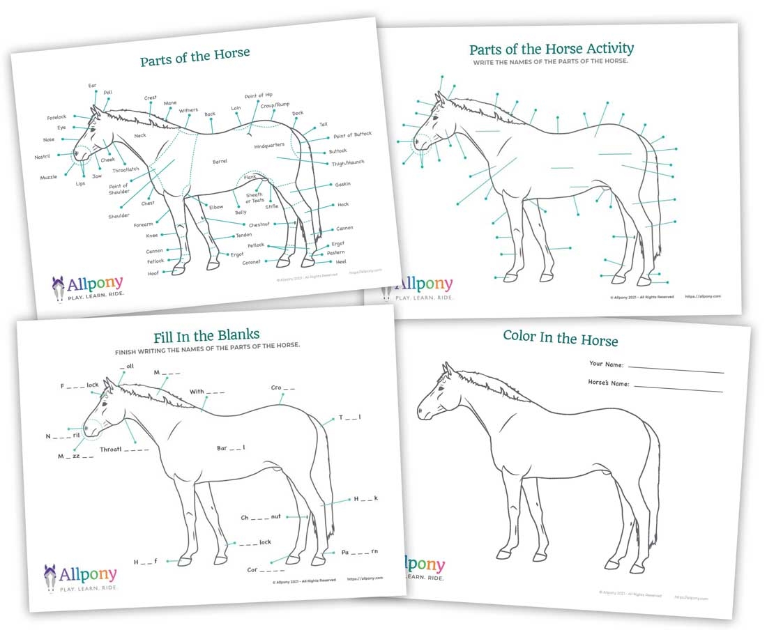 Parts Of The Horse PDF Download Susan DiFelice