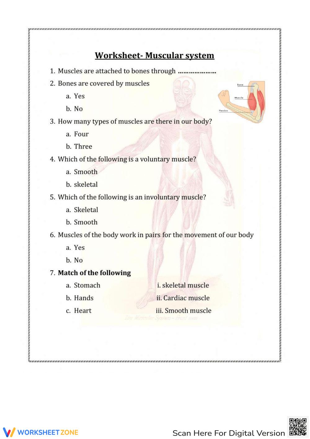 Printable 5th Grade Muscular System Worksheets Printable Muscular System Worksheets