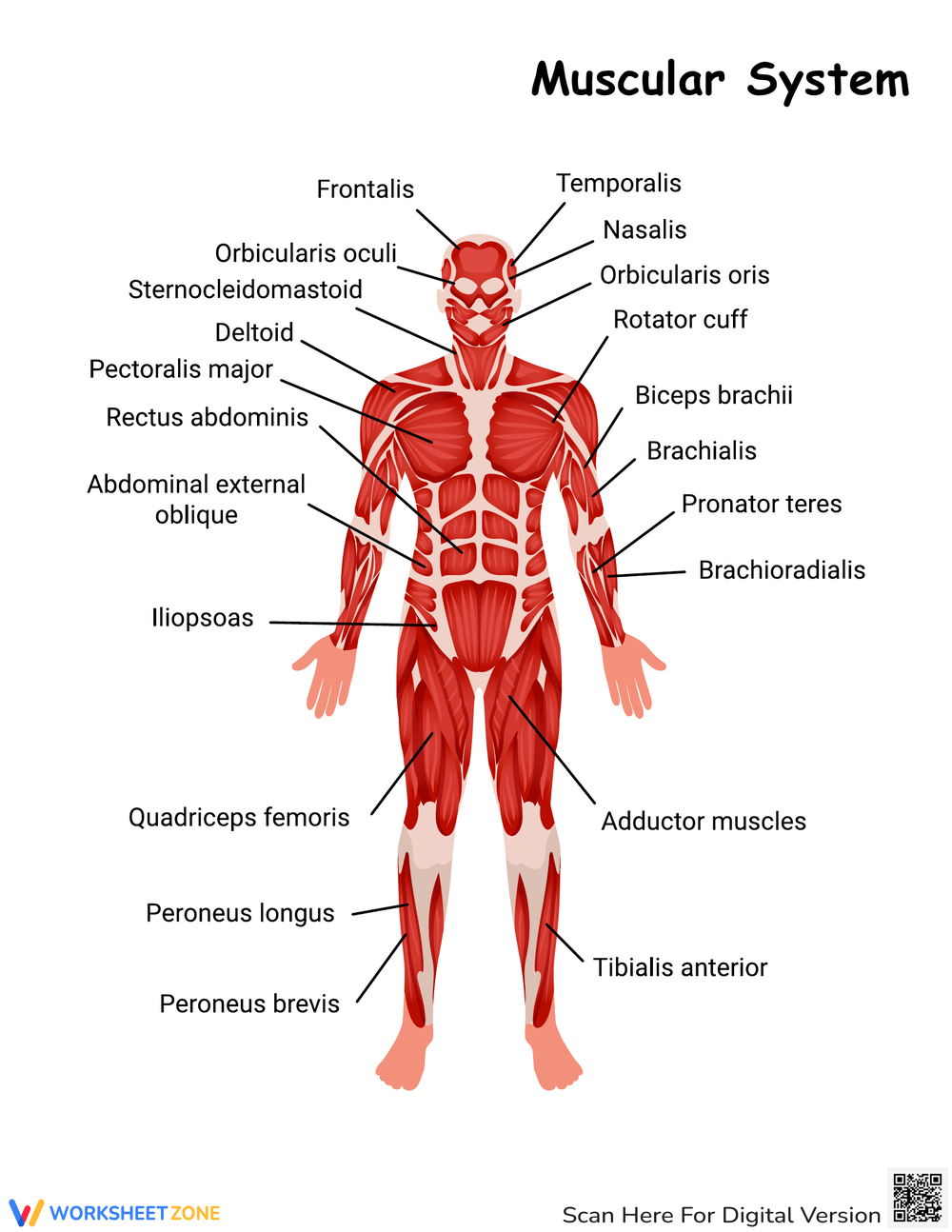 Printable 5th Grade Muscular System Worksheets Printable 5th Grade Muscular System Worksheets