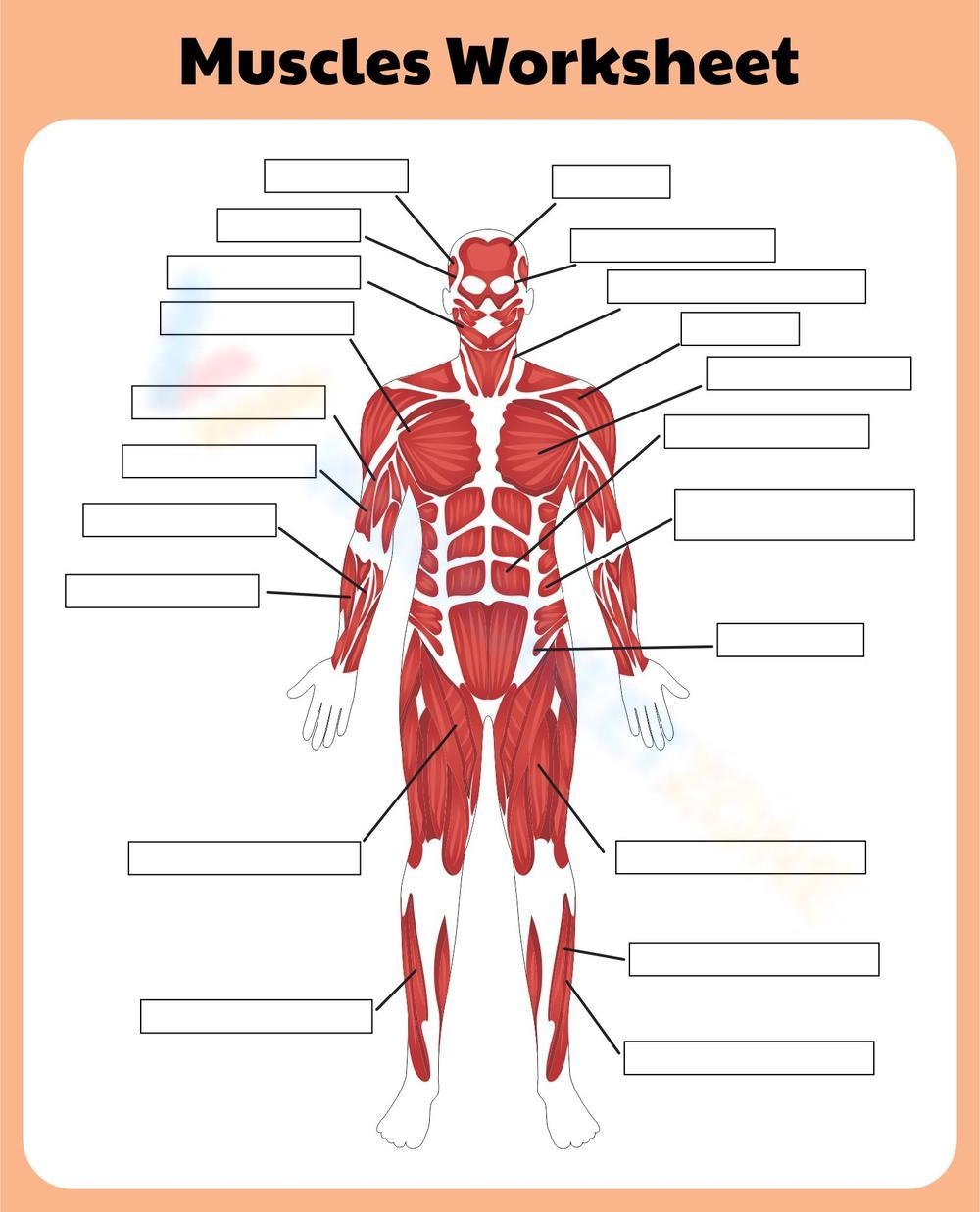 Printable 9th Grade Muscular System Worksheets
