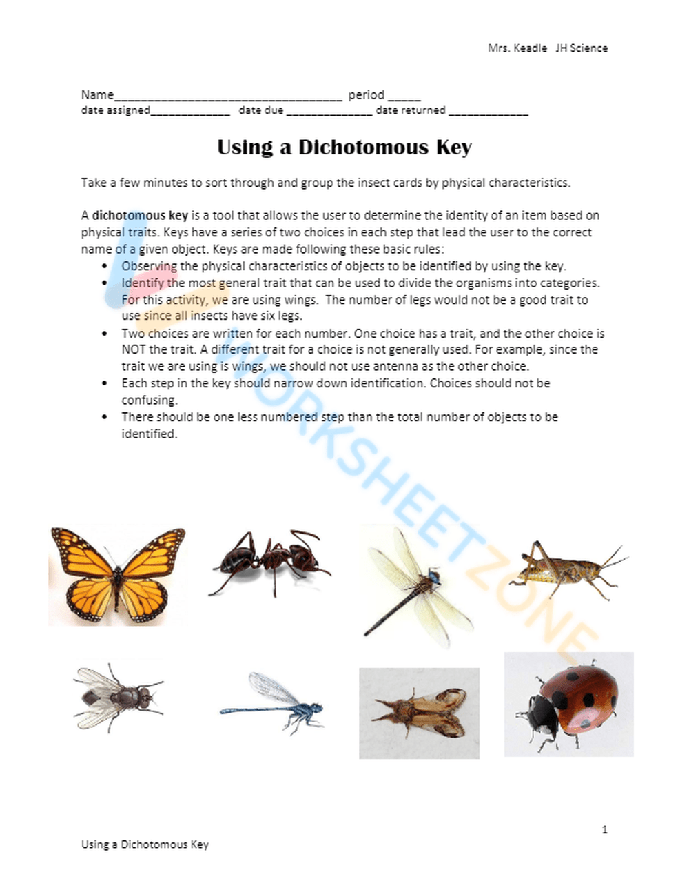 Printable Dichotomous Key Worksheets Download