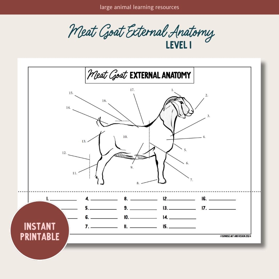 PRINTABLE Meat Goat External Anatomy Level 1 Etsy PRINTABLE Meat Goat External Anatomy Level 1 Etsy