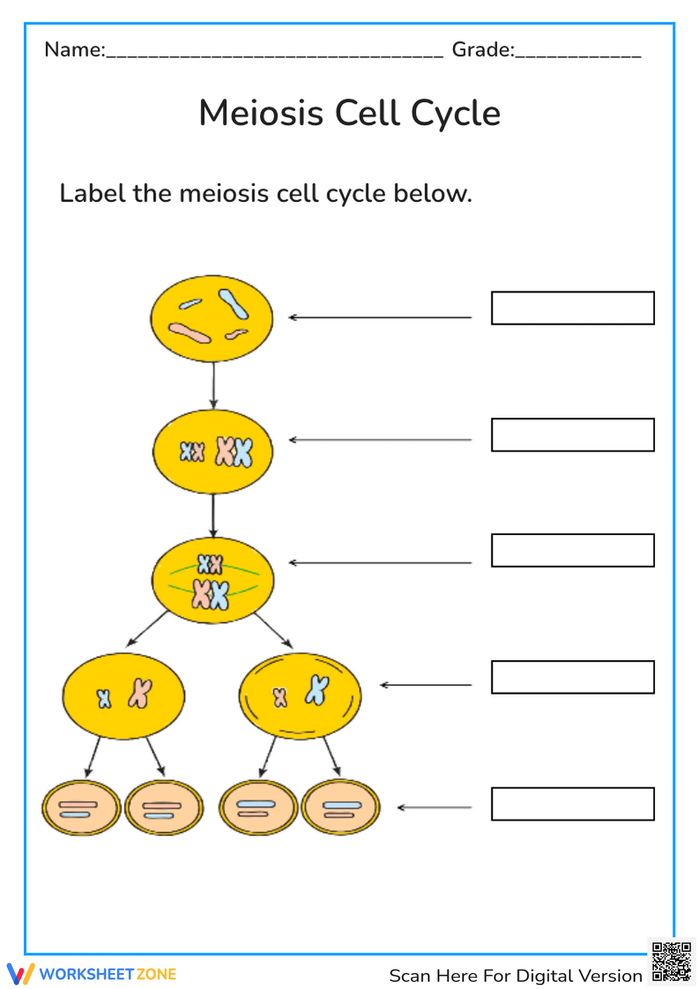 Printable Mitosis Verses Meiosis Worksheets