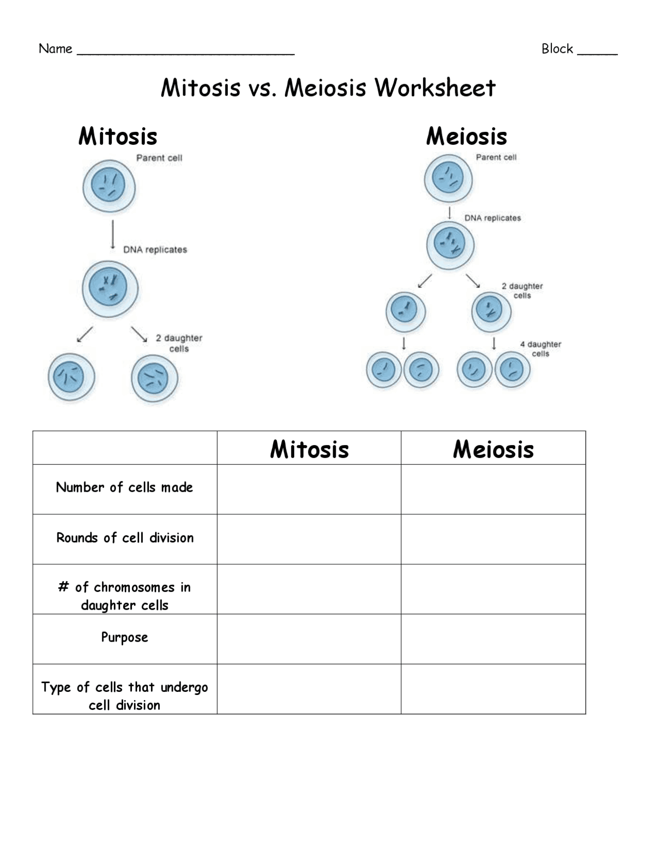 Printable Mitosis Verses Meiosis Worksheets