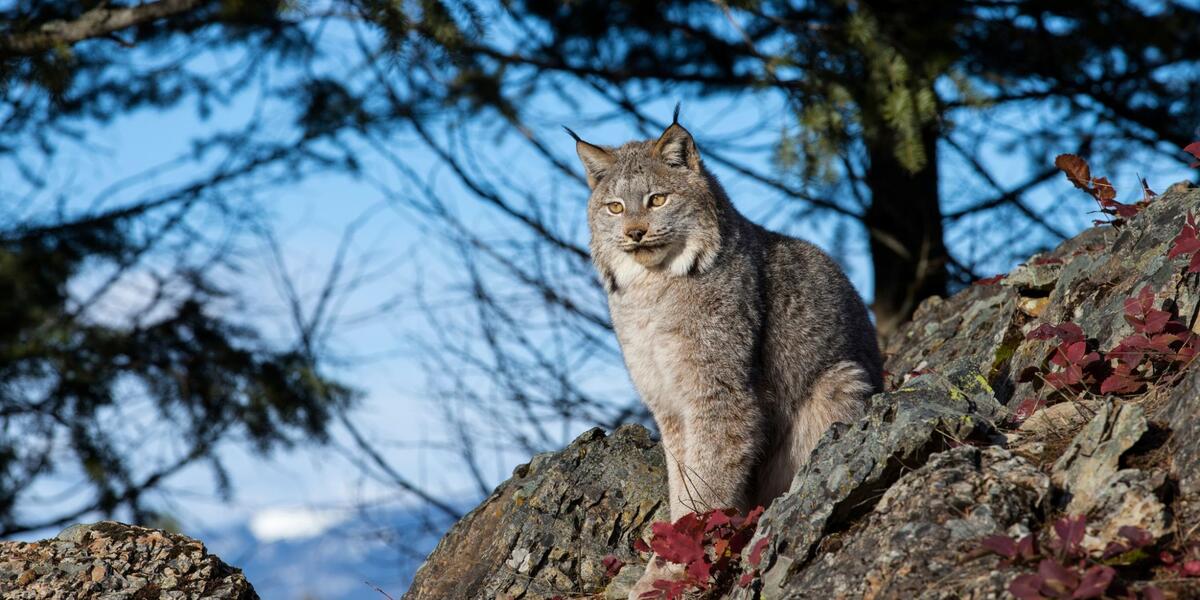 Rare Lynx Sightings Put Carnivores And Wildlands In The Spotlight Rare Lynx Sightings Put Carnivores And Wildlands In The Spotlight