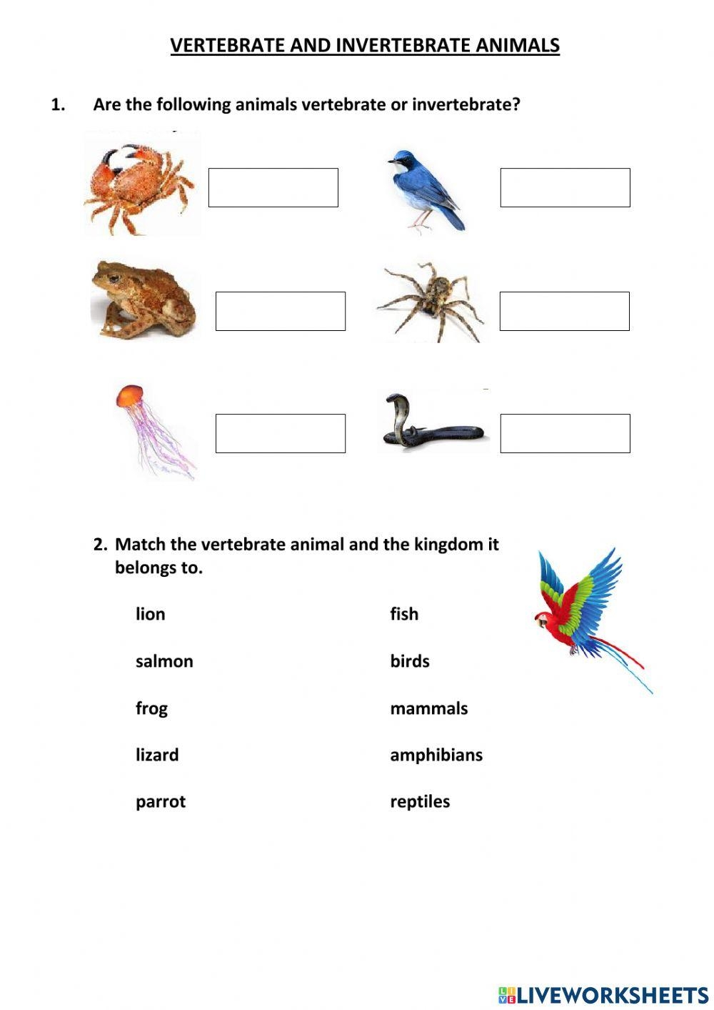 Vertebrate And Invertebrate Animals Activity For 5th Grade Primary Worksheets Library