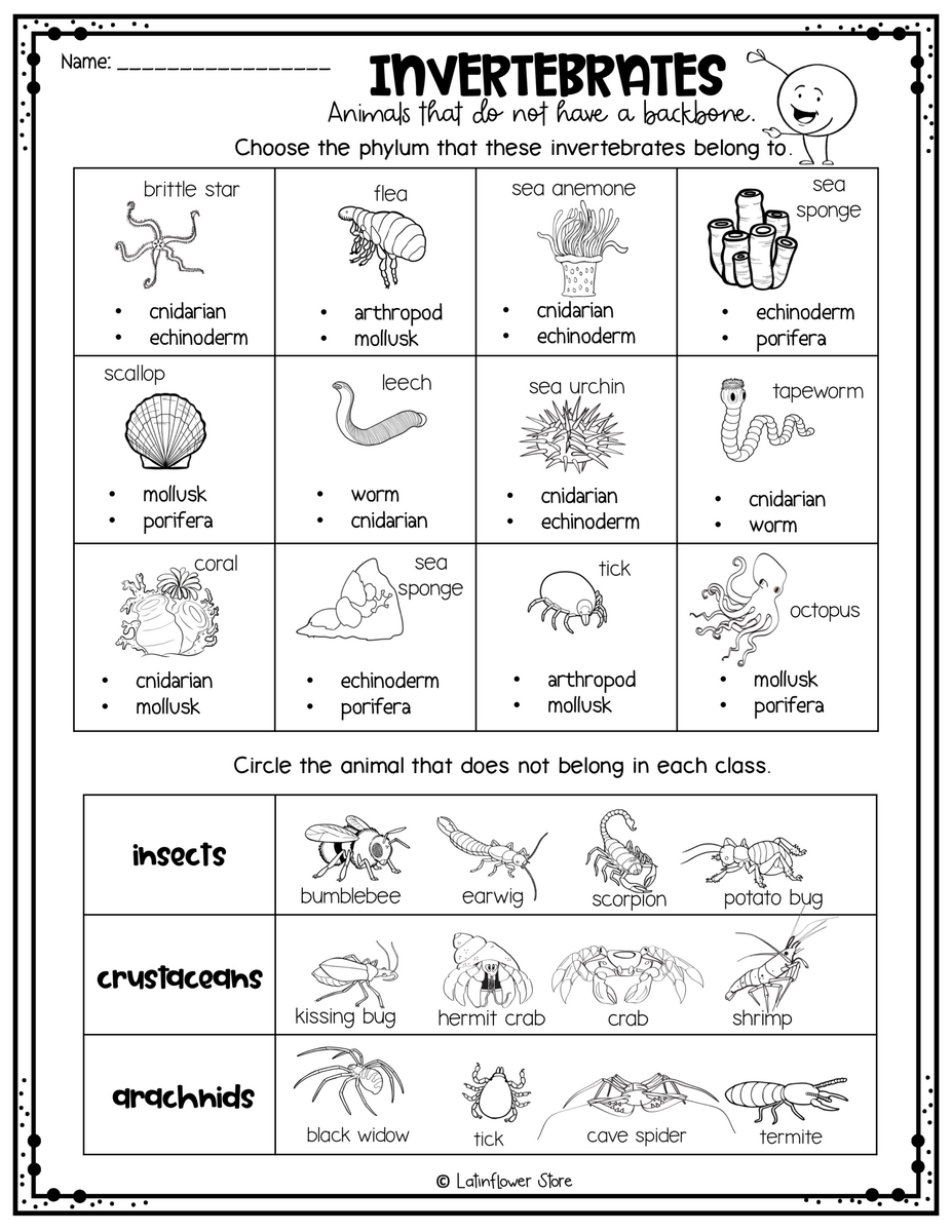 Free Free Printable Worksheet On Vertebrates And Invertebrates Download Free Free Printable Worksheet On Vertebrates And Invertebrates Png Images Free Worksheets On Clipart Library