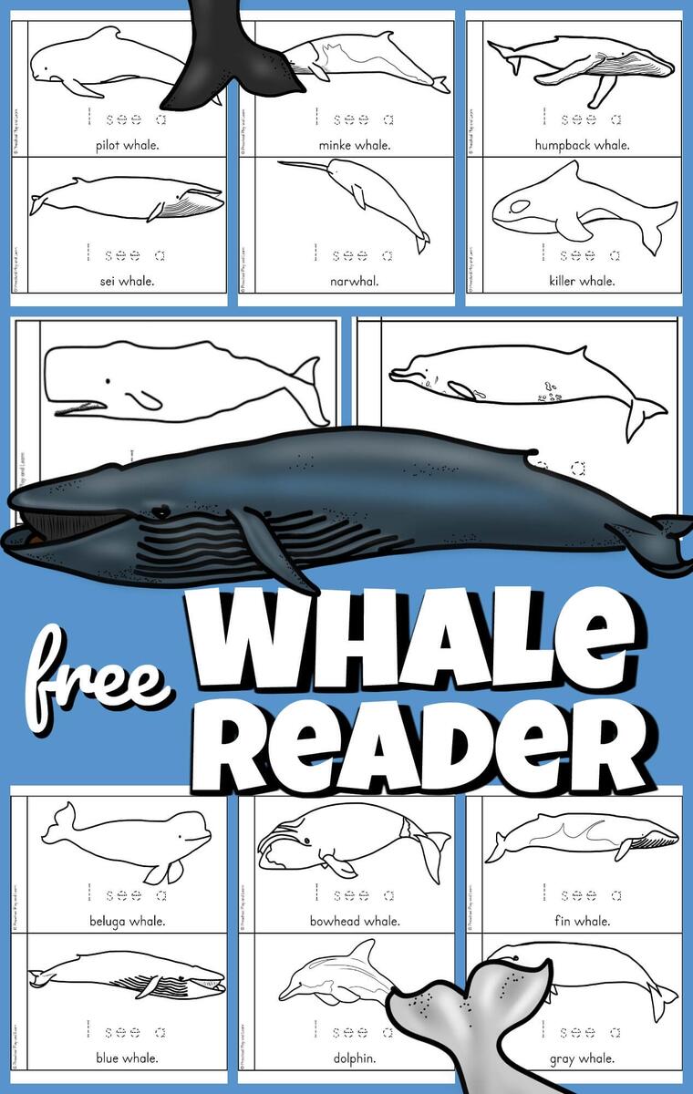 Whales For Kids Printable Emergent Reader For Preschool Science Whale Template Free Printables Superstar Worksheets